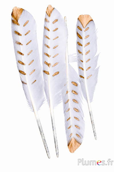 Schwan Blattgold - 30–33 cm - weiß-gold
